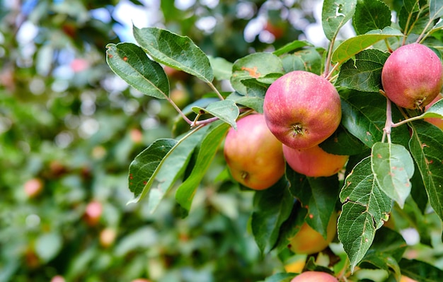 Red apples ripening on an orchard tree on blurred green background with copy space Organic fruit growing on a cultivated or sustainable farm Fresh healthy produce during the harvesting season