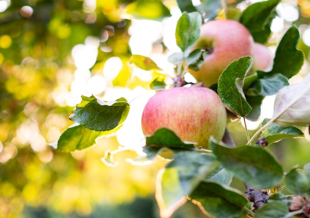 Red apples on tree branch at sunset