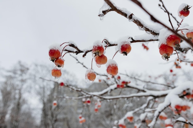 Red apples on a tree in the snow Frozen apples the first snow in the garden Snowcovered red apple and tree branches in the garden after snowfall