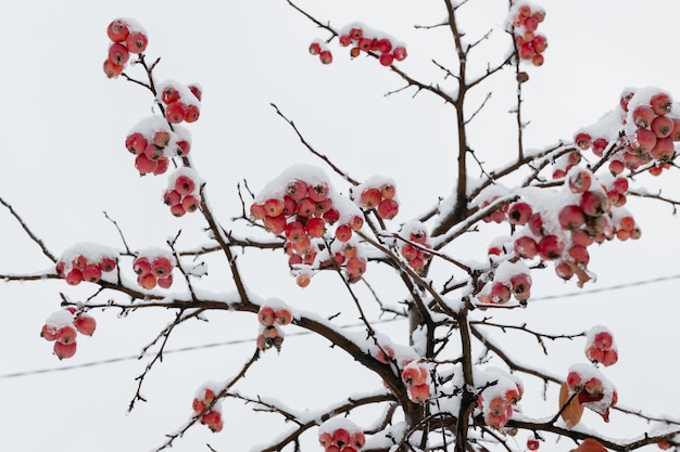 Red apples on a tree in the snow Frozen apples the first snow in the garden Snowcovered red apple and tree branches in the garden after snowfall