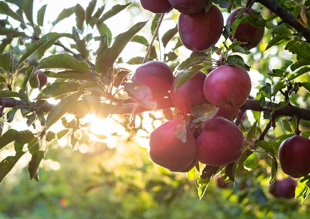 Red apples on the tree at sunset