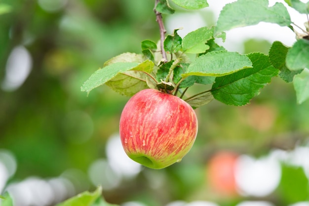 Red apples on a tree