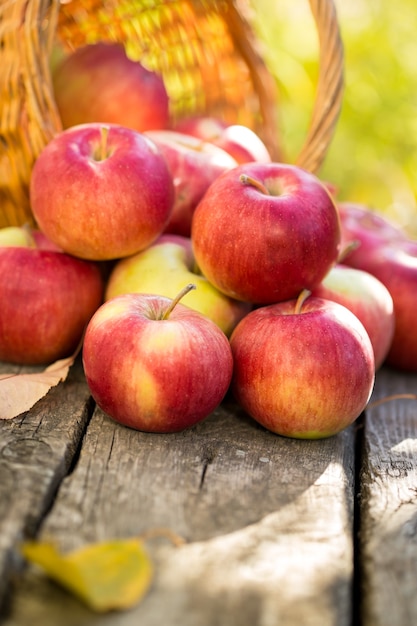 Red apples on wooden table in autumn outdoors. Thanksgiving holiday concept