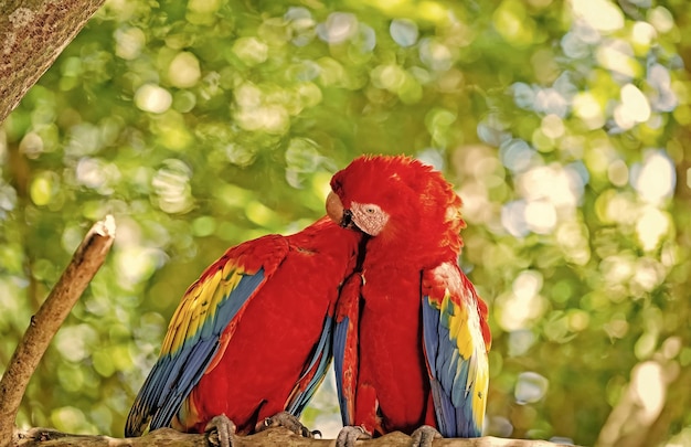 Red ara or macaw parrots on green natural background