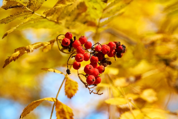 Red ashberry in the fall with yellow leaves at sunset. Nature Background.