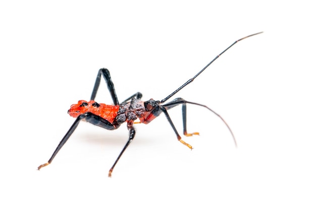 red assassin bug isolated. Animal. Insect.