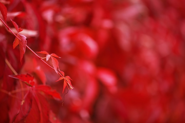 Red autumn background