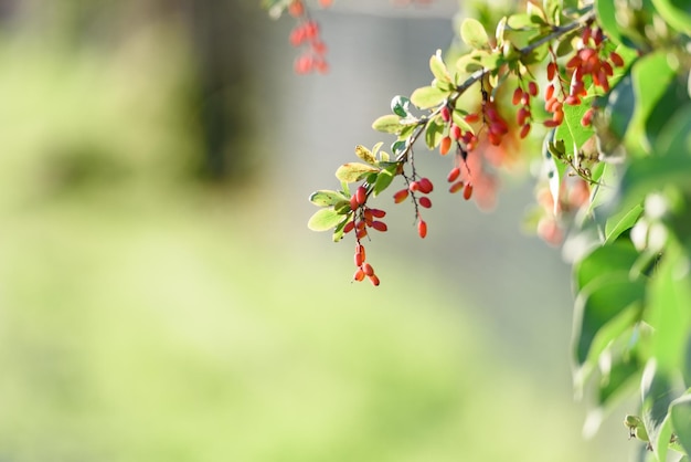 Red autumn berries blurred A branch of red berries in the garden Autumn natural background Sunny