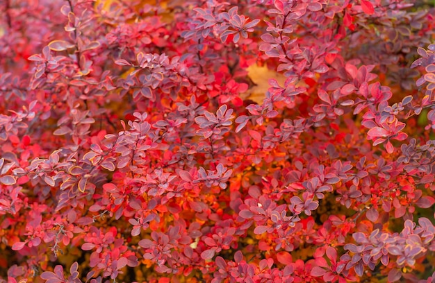 Red autumn leaf nature background of barberry