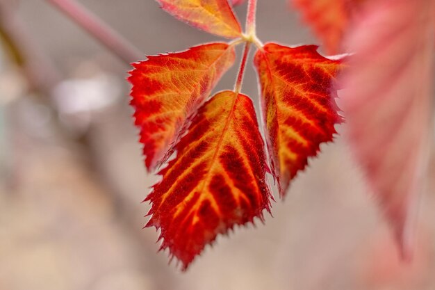 Red autumn leaves on blackberry bushes on a blurred background Autumn background