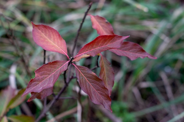 Red autumn leaves on a branch closeup macro photo on a blurred background