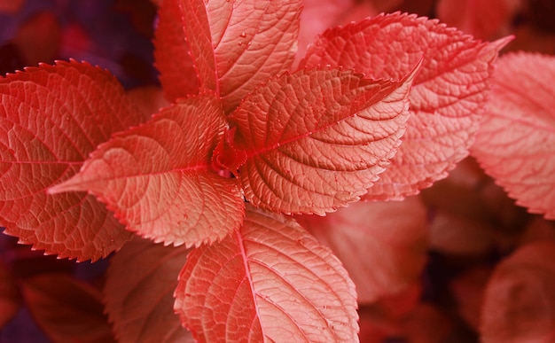 Red autumn leaves natural botanical fall