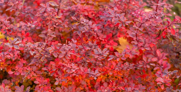 Red autumn leaves nature backdrop of barberry