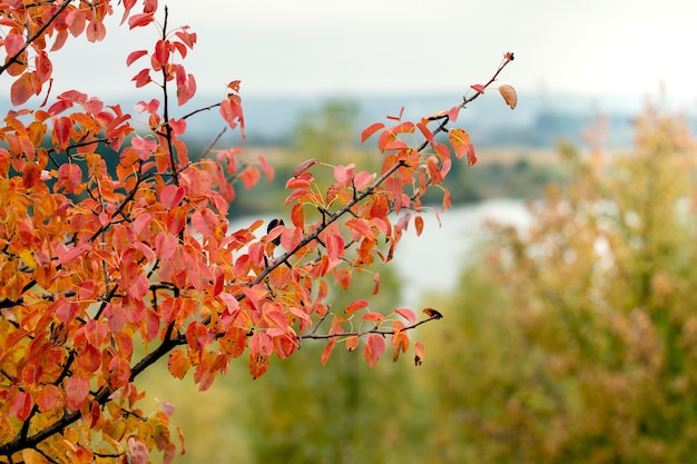 Red autumn leaves on a tree branch near the river