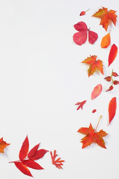 Red autumn leaves on white background