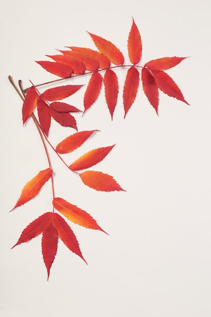 Red autumn leaves on white