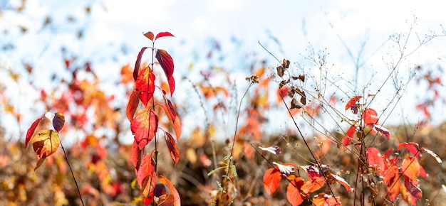 Red autumn leaves on young trees in sunny weather Autumn background