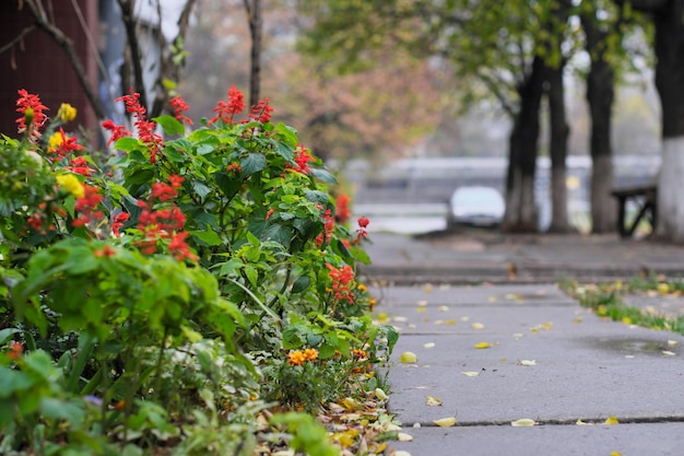 Red autumn ornamental plants