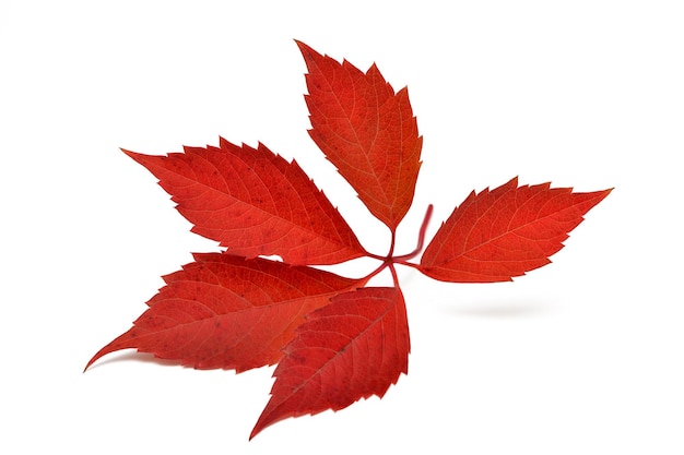 Red autumn parthenociss leaf isolated on white background