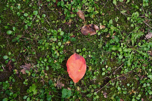 Red autumn persimmon leaf lies on green grass