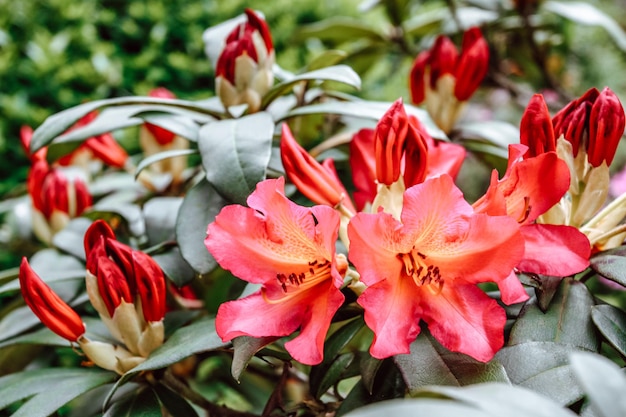 Red azalea blooming