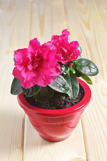 Red Azalea flower in a flowerpot