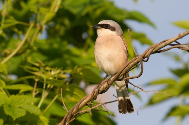 Red-backed shrike sits on a branch