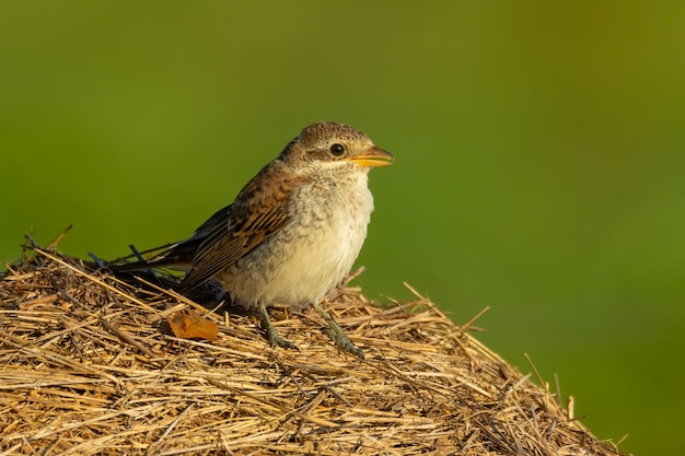 Red-backed shrike sitting on a heystack