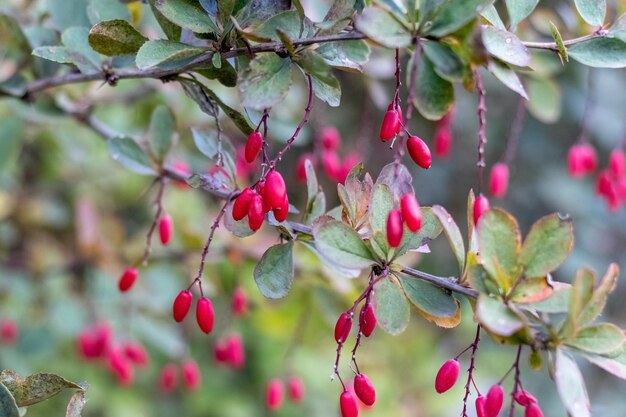 Red barberry berries in the garden on the bush