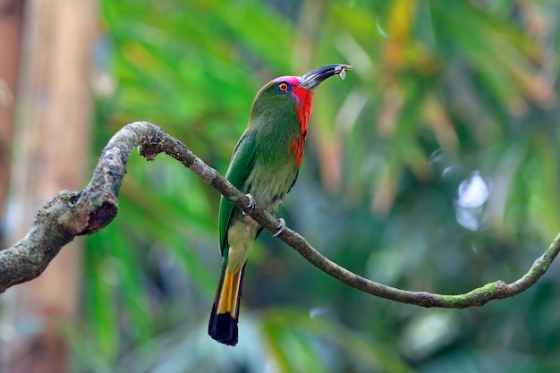 Red-bearded Bee-eater Nyctyornis amictus Beautiful Birds eating insect