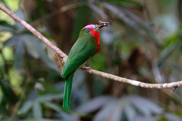 Red-bearded Bee-eater Nyctyornis amictus Beautiful Birds of Thailand