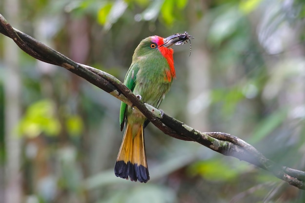 Red-bearded Bee-eater Nyctyornis amictus Beautiful Birds of Thailand