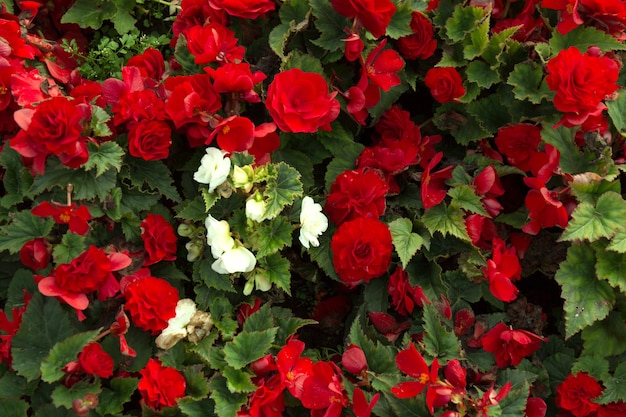 Red beautiful begonia flowers field texture. Close up floral background.