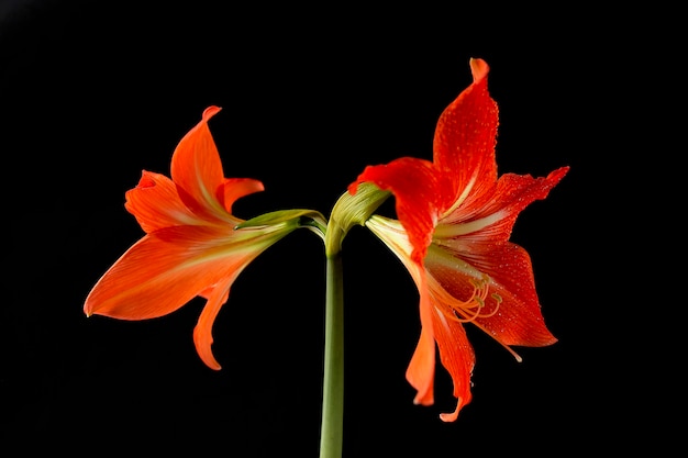  red beautiful flower on a black background