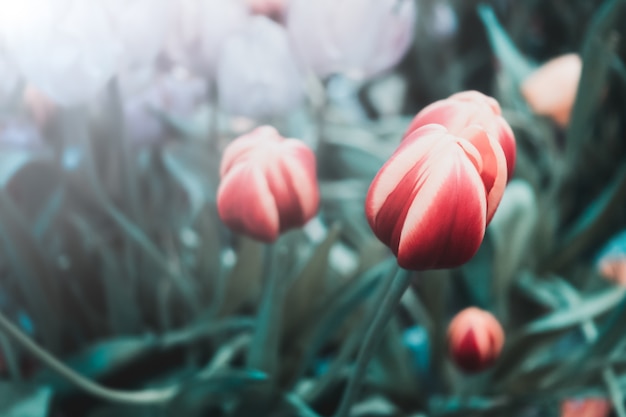 Red beautiful tulip on blurred cold color background. 