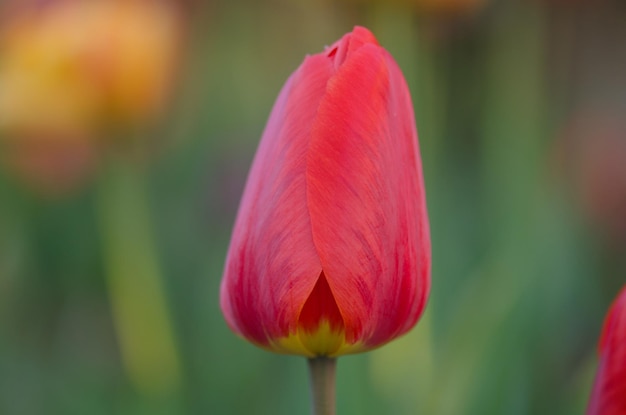 Red beautiful tulip Red tulips Barcelona with green leaves Spring red flower tulips