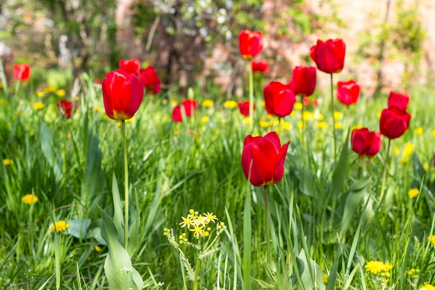 Red beautiful tulips field in spring time