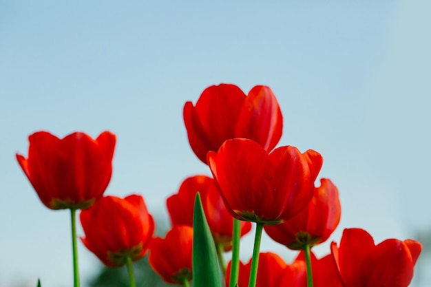 Red beautiful tulips