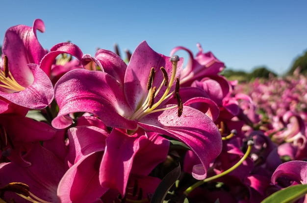 Red beauty lily flowers under blue sky