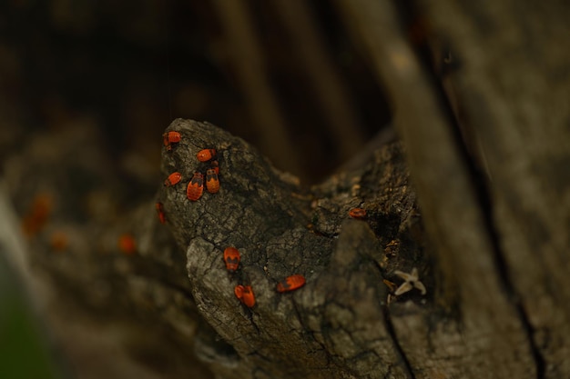 red beetles on the tree wood background with red beetles