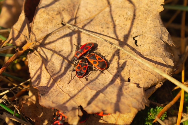 Red beetles on a wedgeshaped leaf Macro photography of wildlife