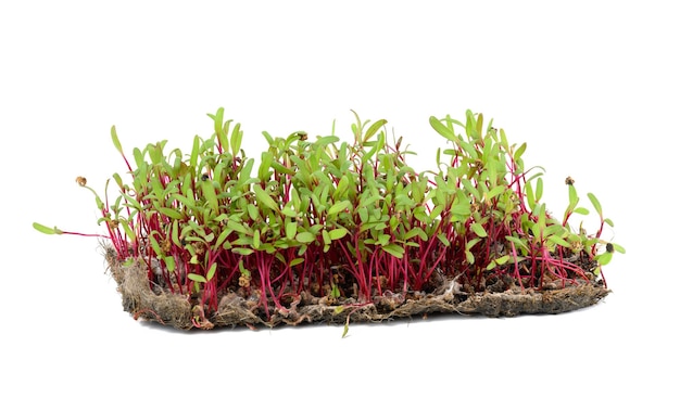 Red beetroot fresh sprouts and young leaves front view on a white background Vegetable herbal and microgreen