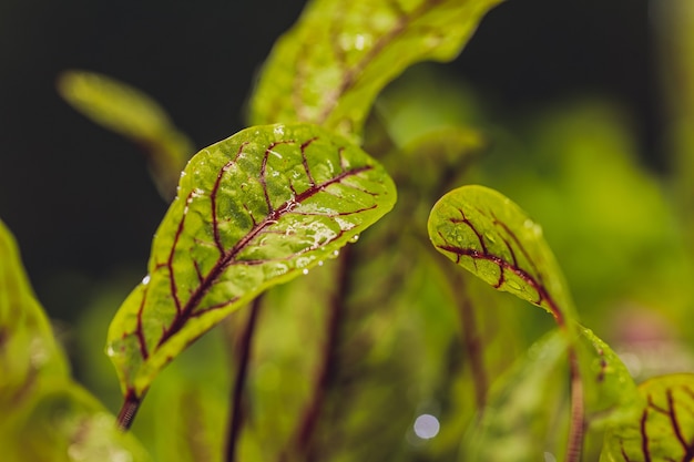 Red beetroot, fresh sprouts and young leaves