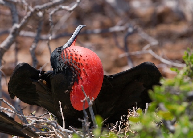 Red bellied frigate is sitting on a nest