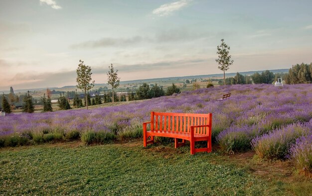 A red bench sits in a field of lavender.