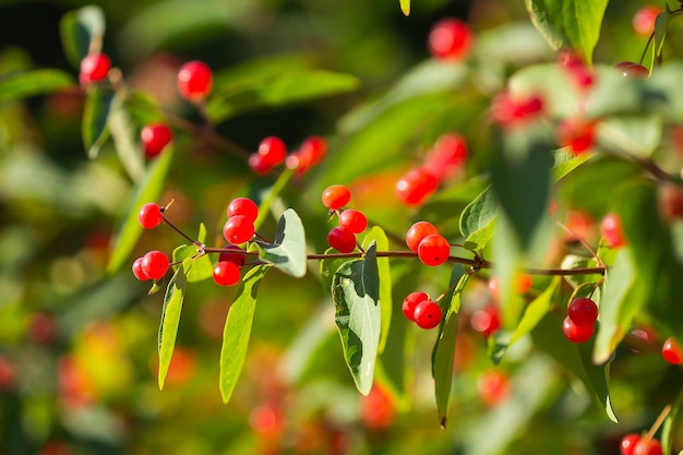 Red berries glow in the sun