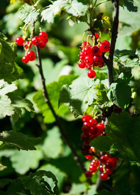 Red berries and green leaves