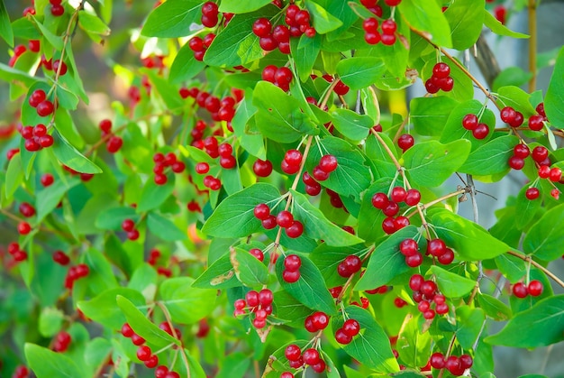 Red berries in green leaves