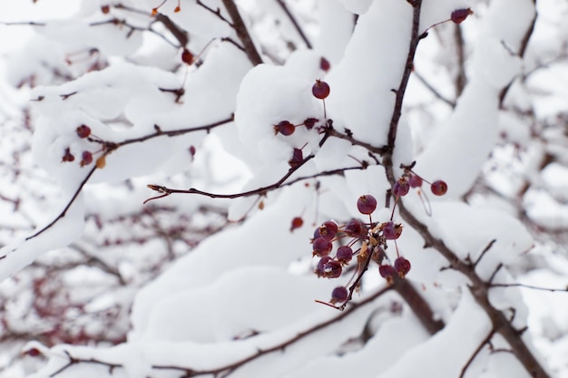 Red berries in snow.