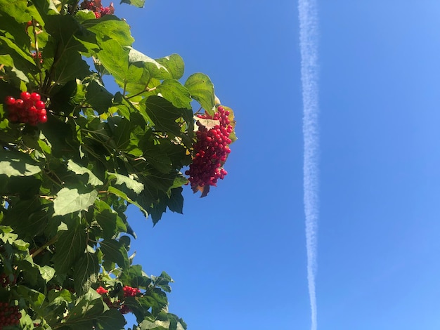 Red berries of Ukrainian viburnum in the blue sky